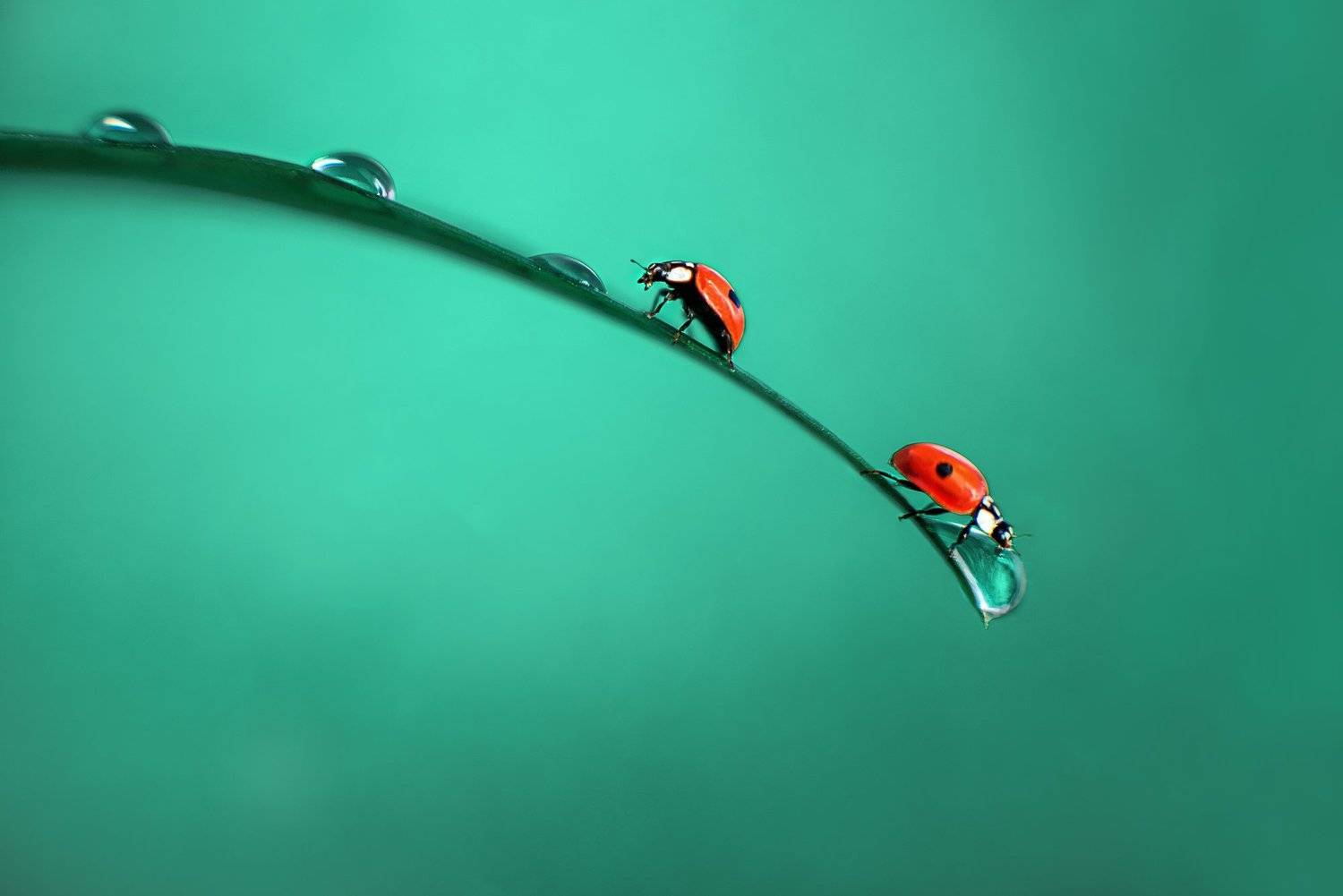 #мвкро #божьякоровка, Анастасия Думинская