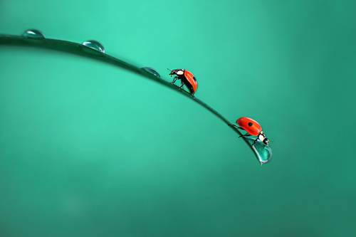 Утро у коровок