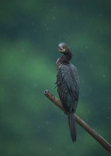 Raining