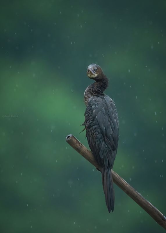 sony, bird, rain, cormorant, nature, animal, wildlife, bird image Raining фото превью