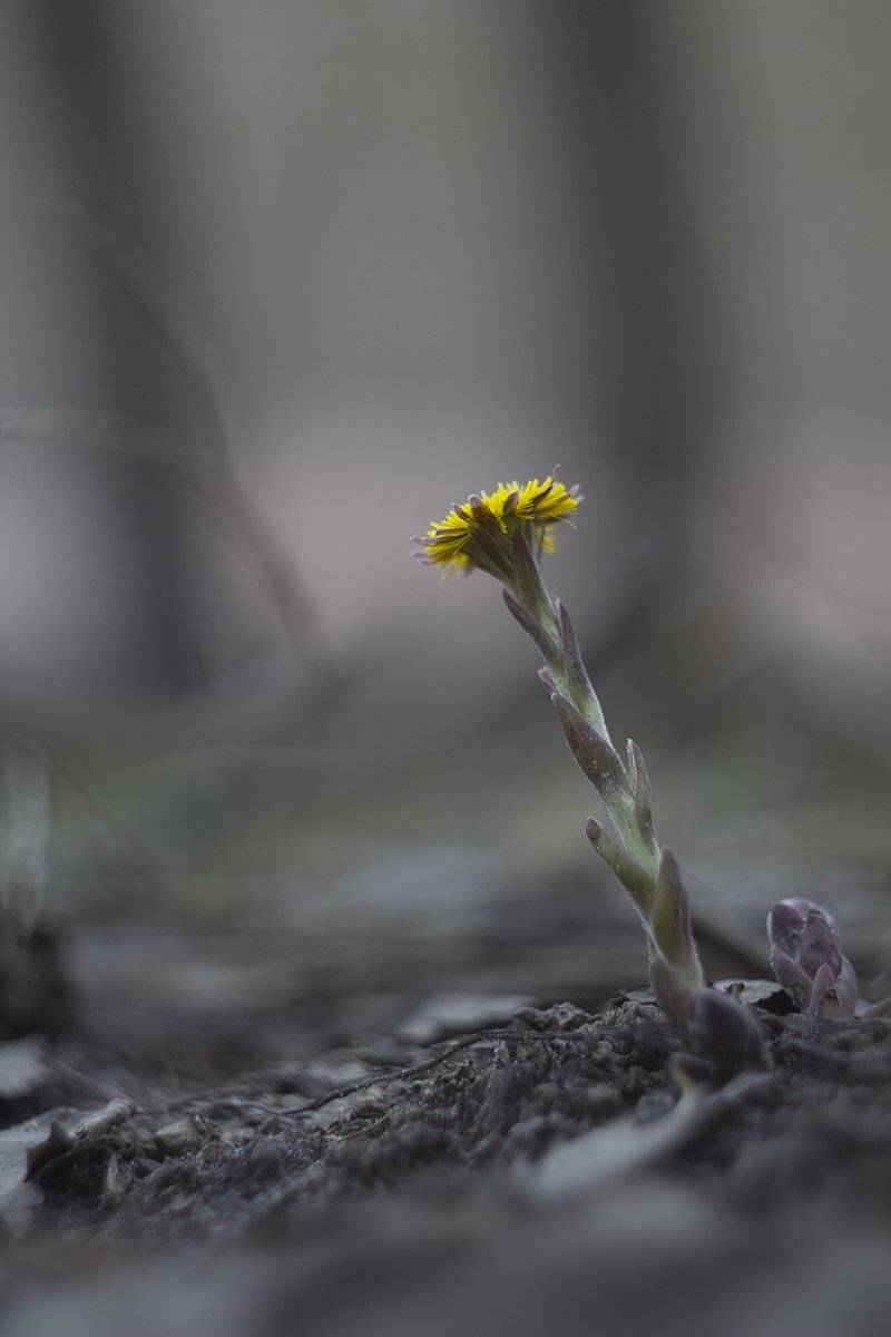 первоцветы,мать-и -мачеха, Елена Рубинская