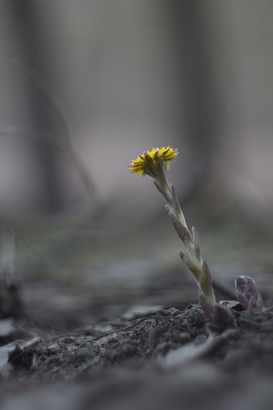первоцветы,мать-и -мачеха Весна фото превью