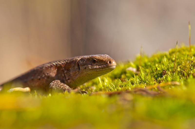 Маленький Дракон :) фото превью
