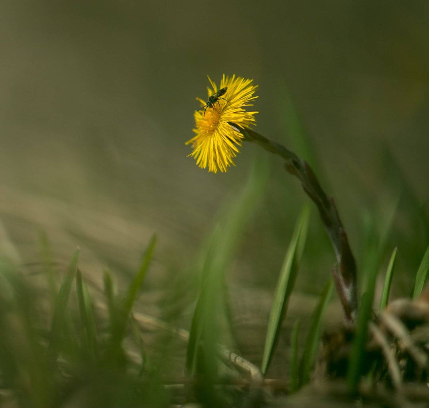 , Елена Рубинская