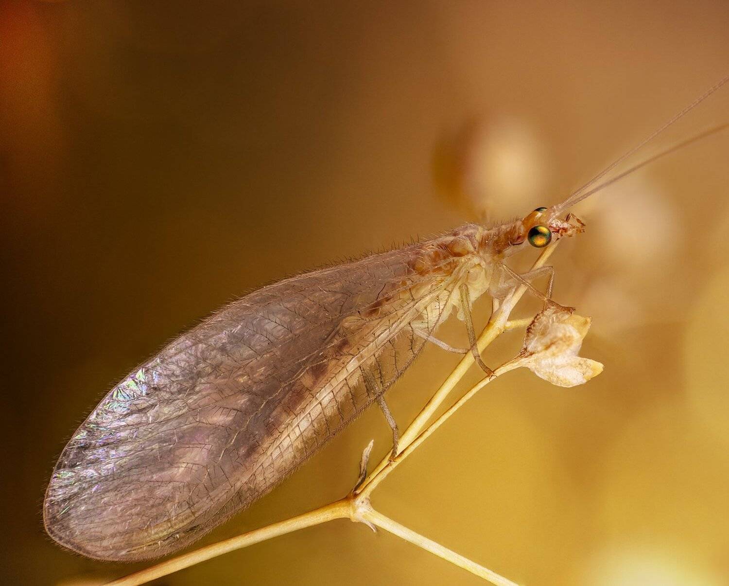 , Кузнецов Дмитрий