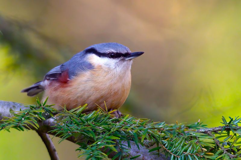 Nuthatch фото превью