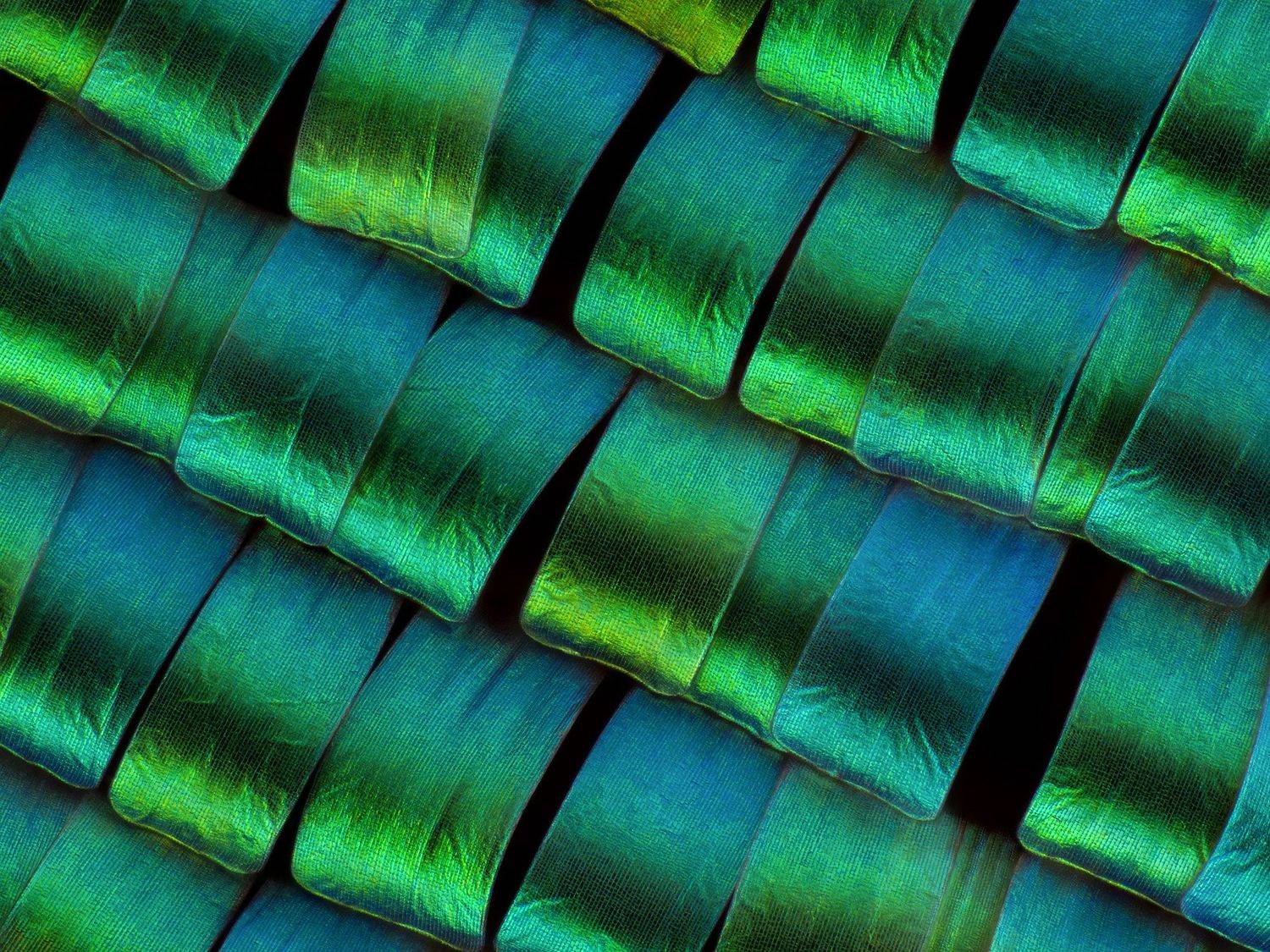 irass, waledzik, nat geo, olympus, close up, macro, extreme macro, макро, Ireneusz Irass Walędzik