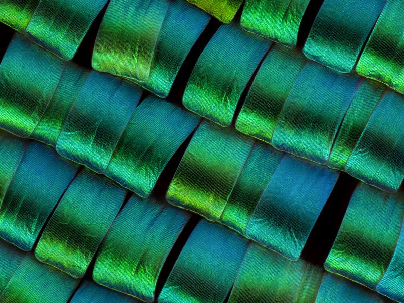 irass, waledzik, nat geo, olympus, close up, macro, extreme macro, макро Urania leilus. фото превью