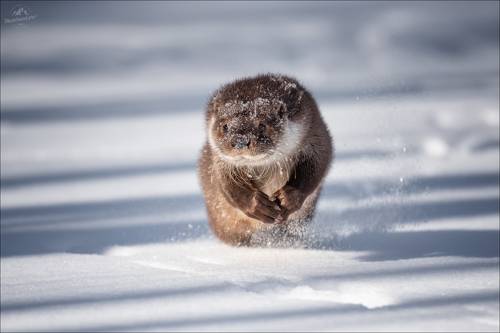 Речная выдра