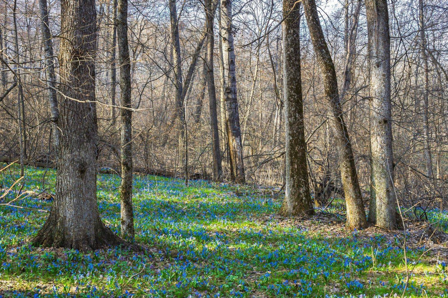 пролески, подснежники, первоцветы, лес, воронежский заповедник, весна, Руслан Востриков