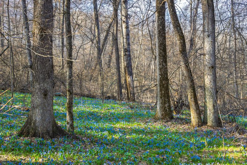 пролески, подснежники, первоцветы, лес, воронежский заповедник, весна  фото превью