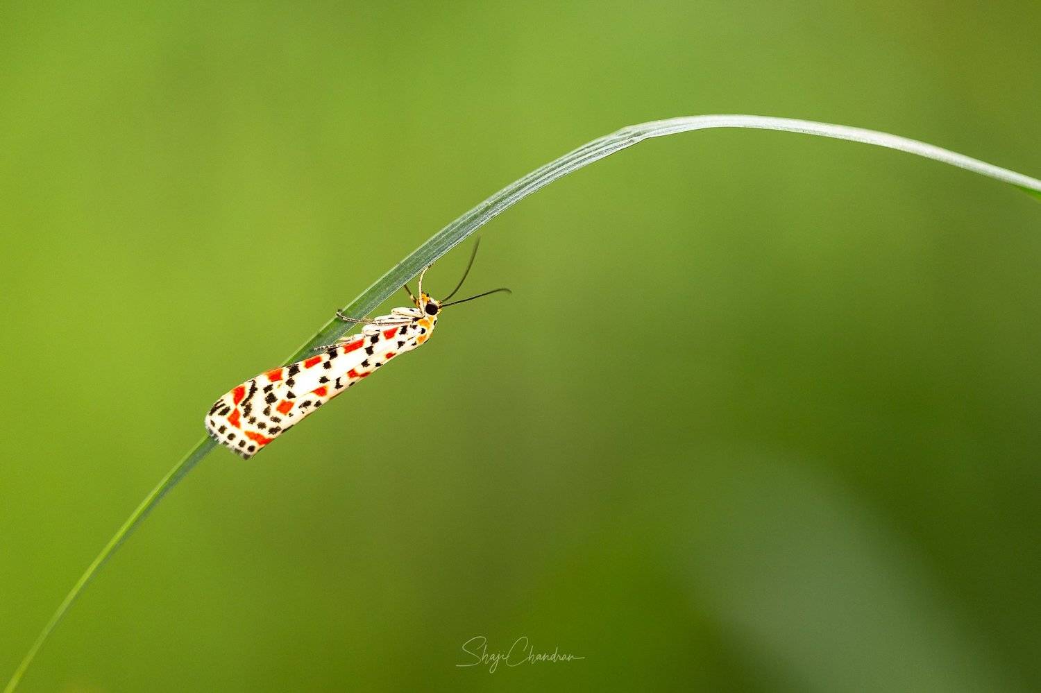 #macro #nature #redbug #red #color #insects, SHAJI CHANDRAN