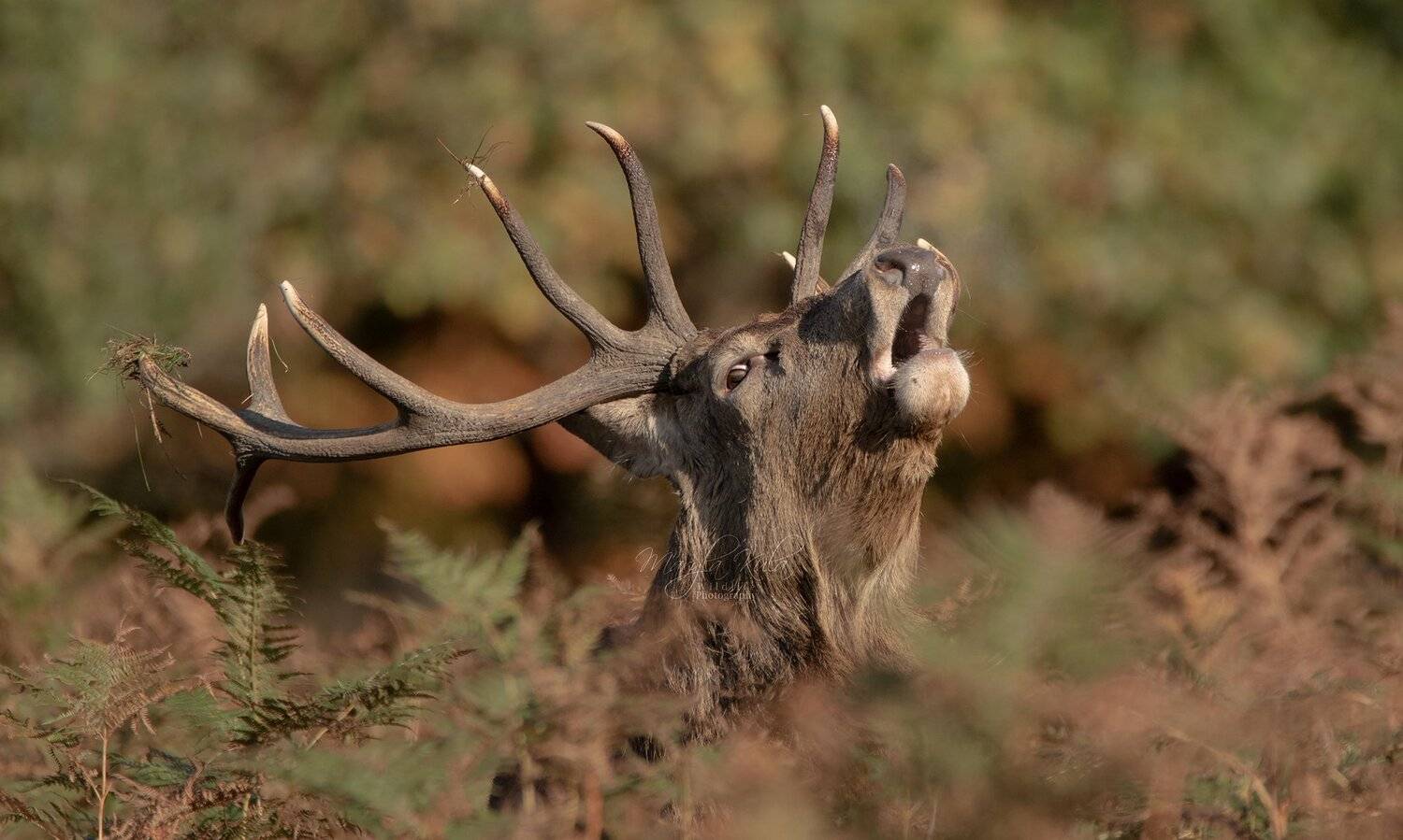 red deer, deer, animals, nature, wildlife, canon, MARIA KULA