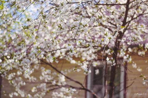 Вишнёвый сад