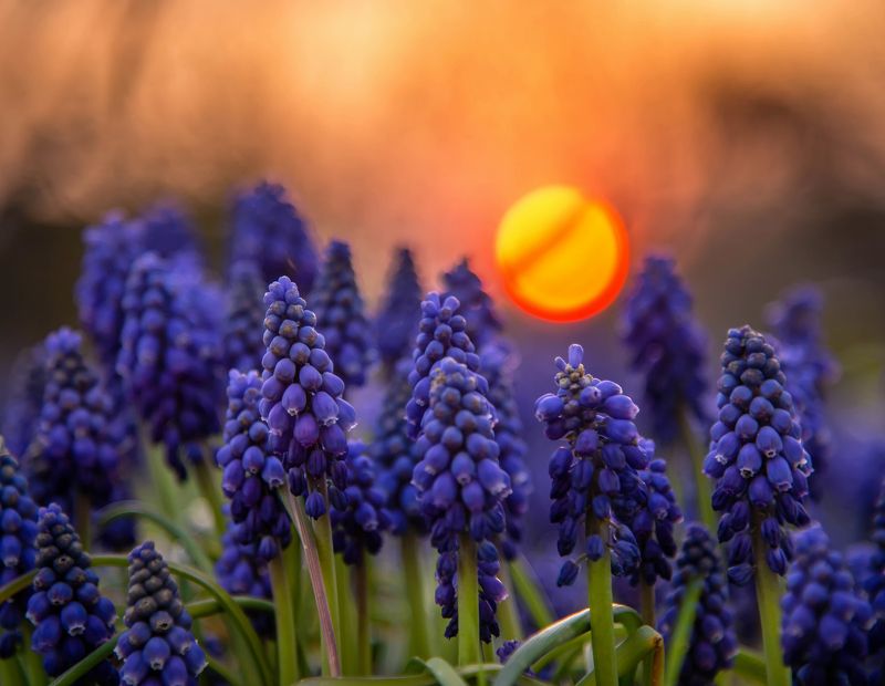 macro bokeh sun сапфиры flowers sunlight muscari mill blue violet spring sunset blue цветы  nature Muscari Mill фото превью
