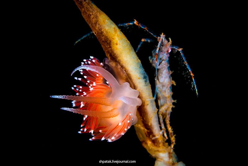 White sea. Polar circle. Ice diving. Flabellina polaris & Dulichia spinosissima. фото превью