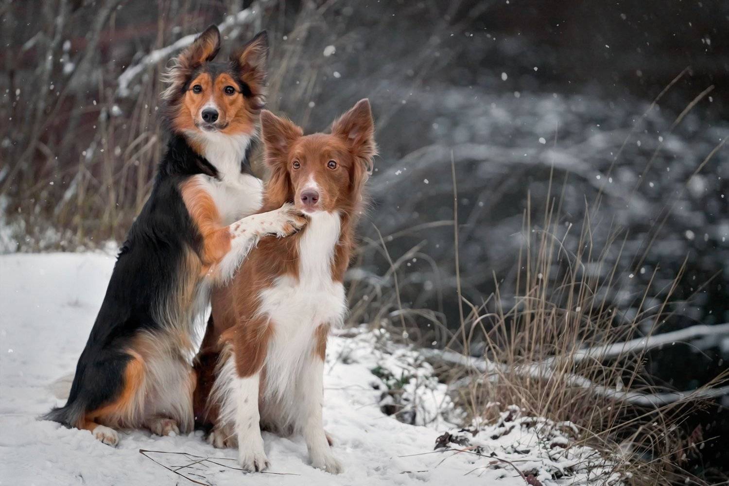 , Оксана Сироштан