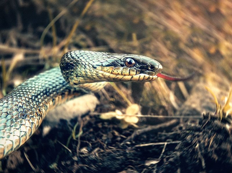 узорчатый полоз, боковая стойка, язык, приморский край. Полоз в стойке. фото превью