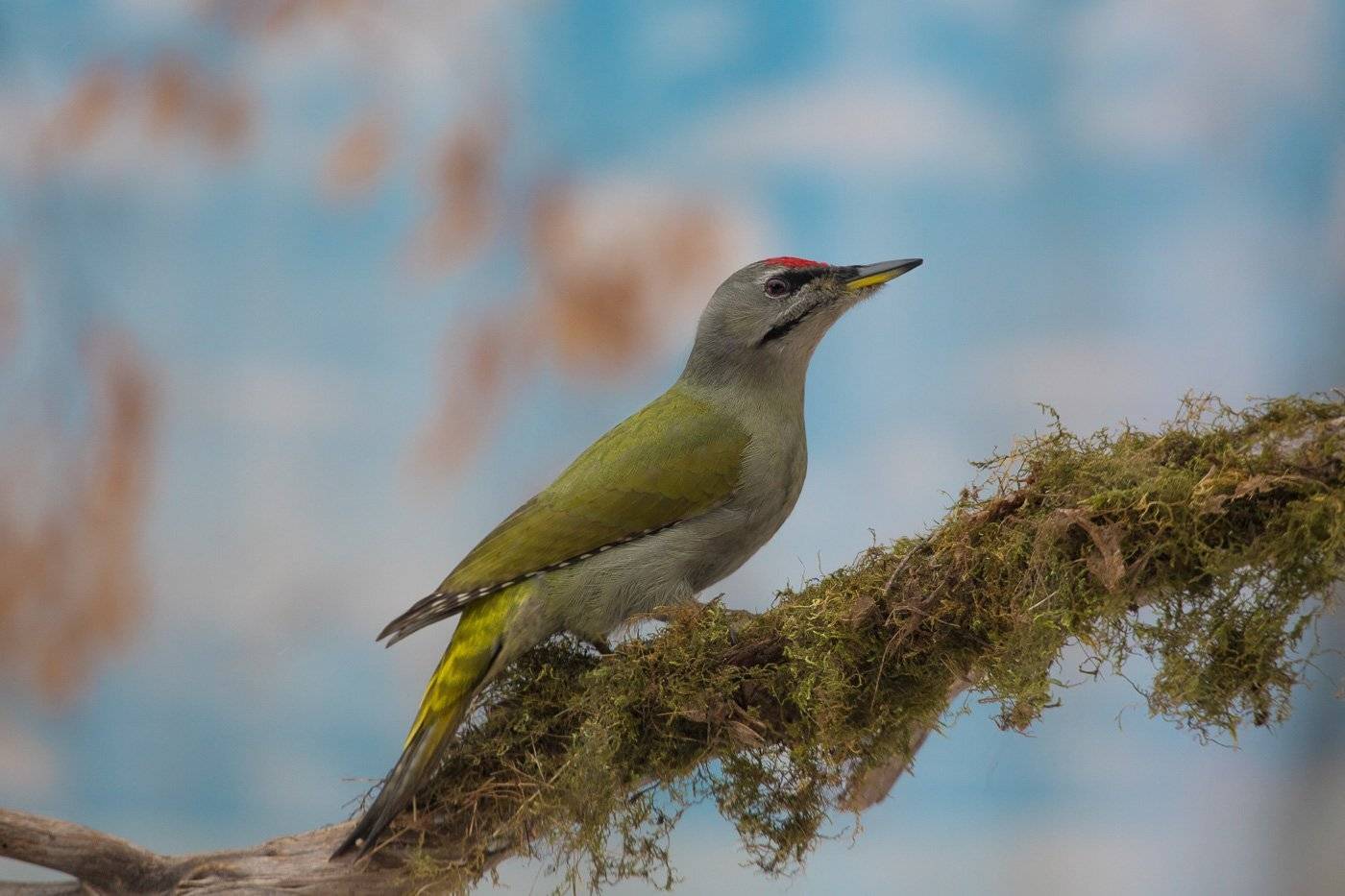 birds, picus canus, wildlife, птицы, дятел, седой, Алексей Юденков
