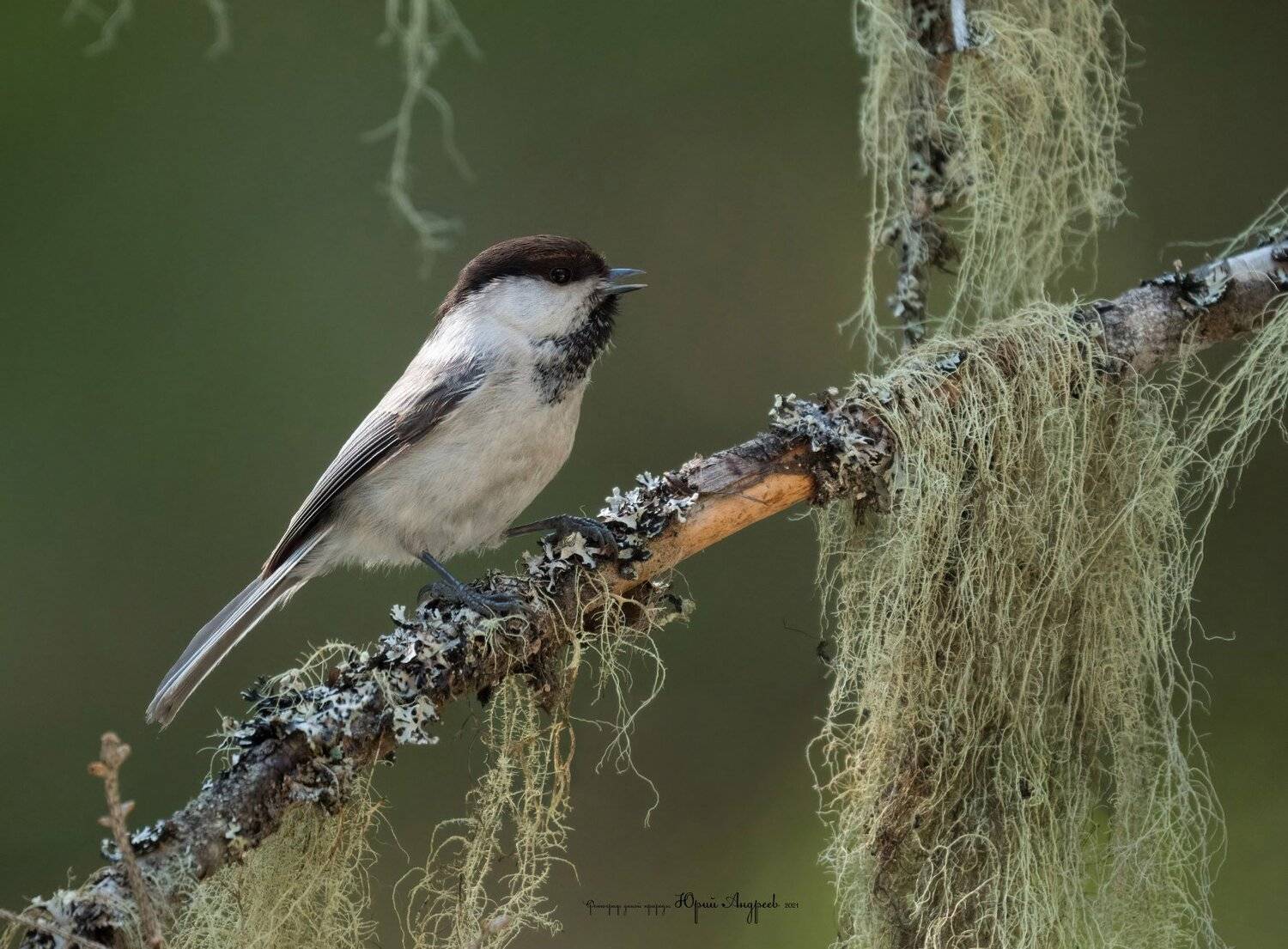 буроголовая гаичка, пухляк, уснея, лишайник, Юрий Андреев