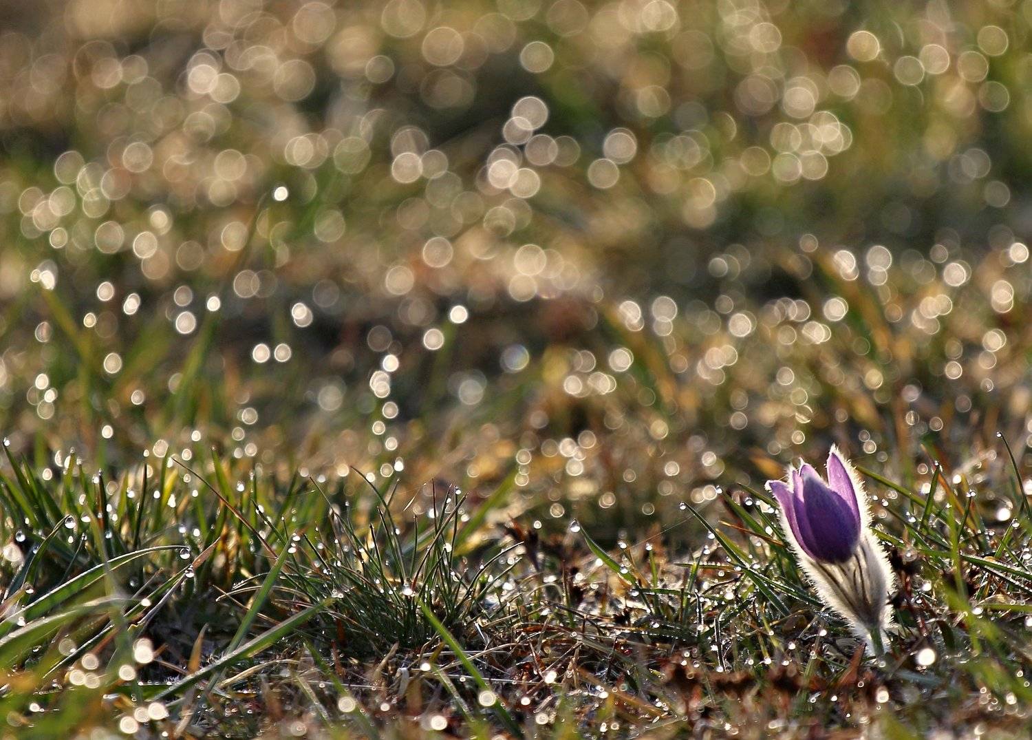 , Franti&scaron;ek Uhler
