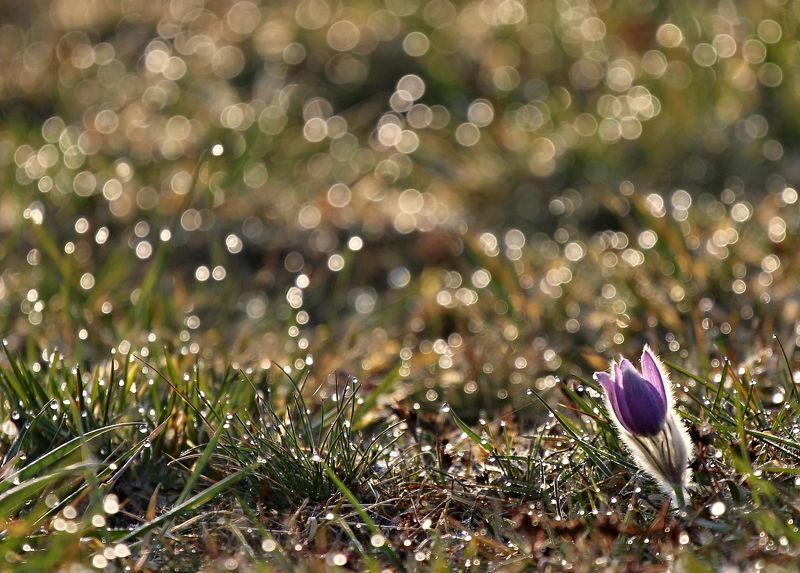 Pulsatilla фото превью