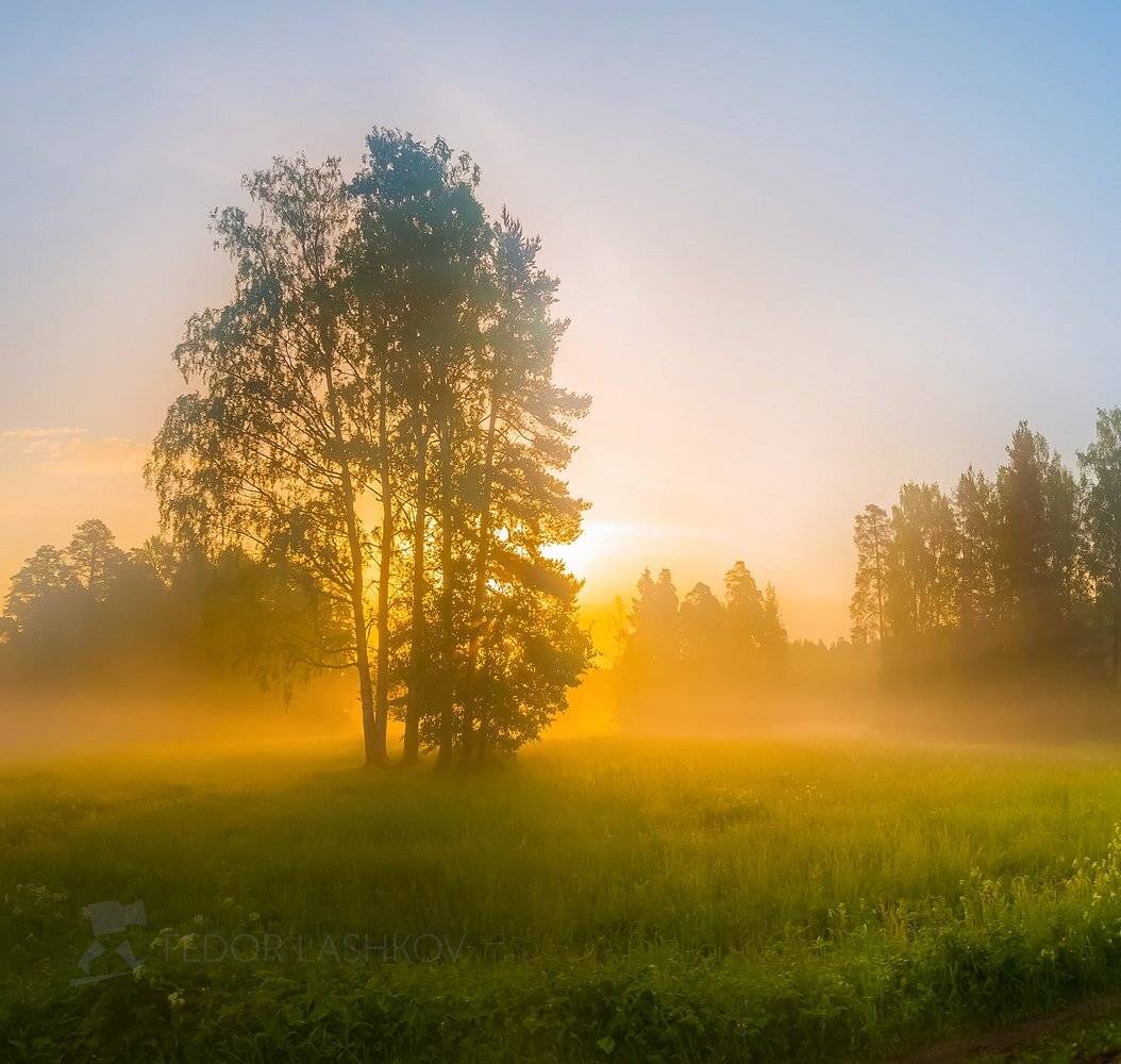 ленинградская область, рассвет, павловск, парк, прогулка, дерево, небо, туман, туманное, сосна, июль, лето,, Лашков Фёдор