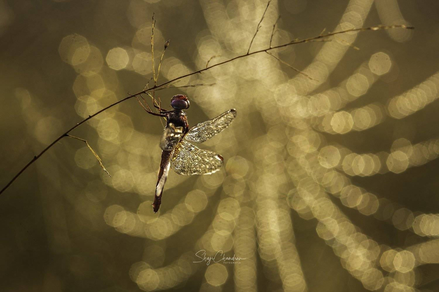 #macro #nature #redbug #red #color #insects, SHAJI CHANDRAN