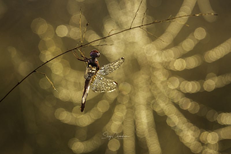 #macro #nature #redbug #red #color #insects The Web фото превью