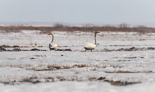 Лебедь - кликун в степи.