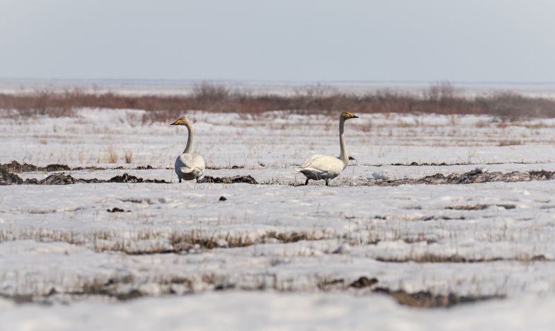 водоплавающие птицы, лебедь кликун, весна, степь, Лебедь - кликун в степи. фото превью