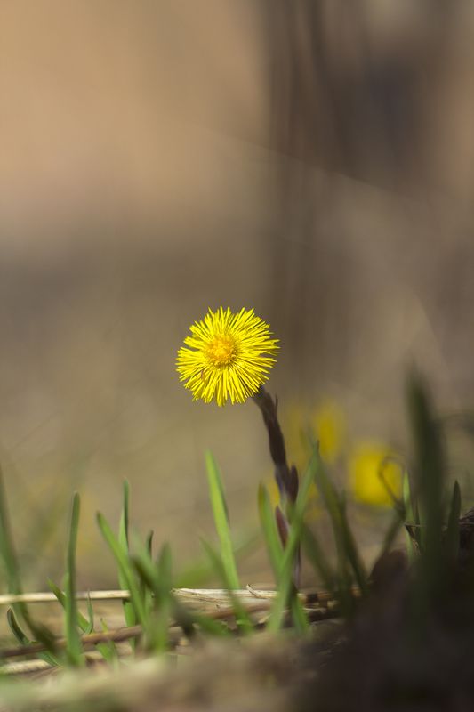 весна,цветы,гелиос,мать и мачиха Весна фото превью