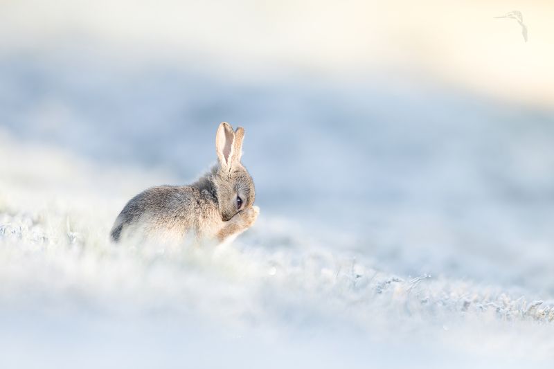 Sweet creature from the Ice Quinn wonderland фото превью
