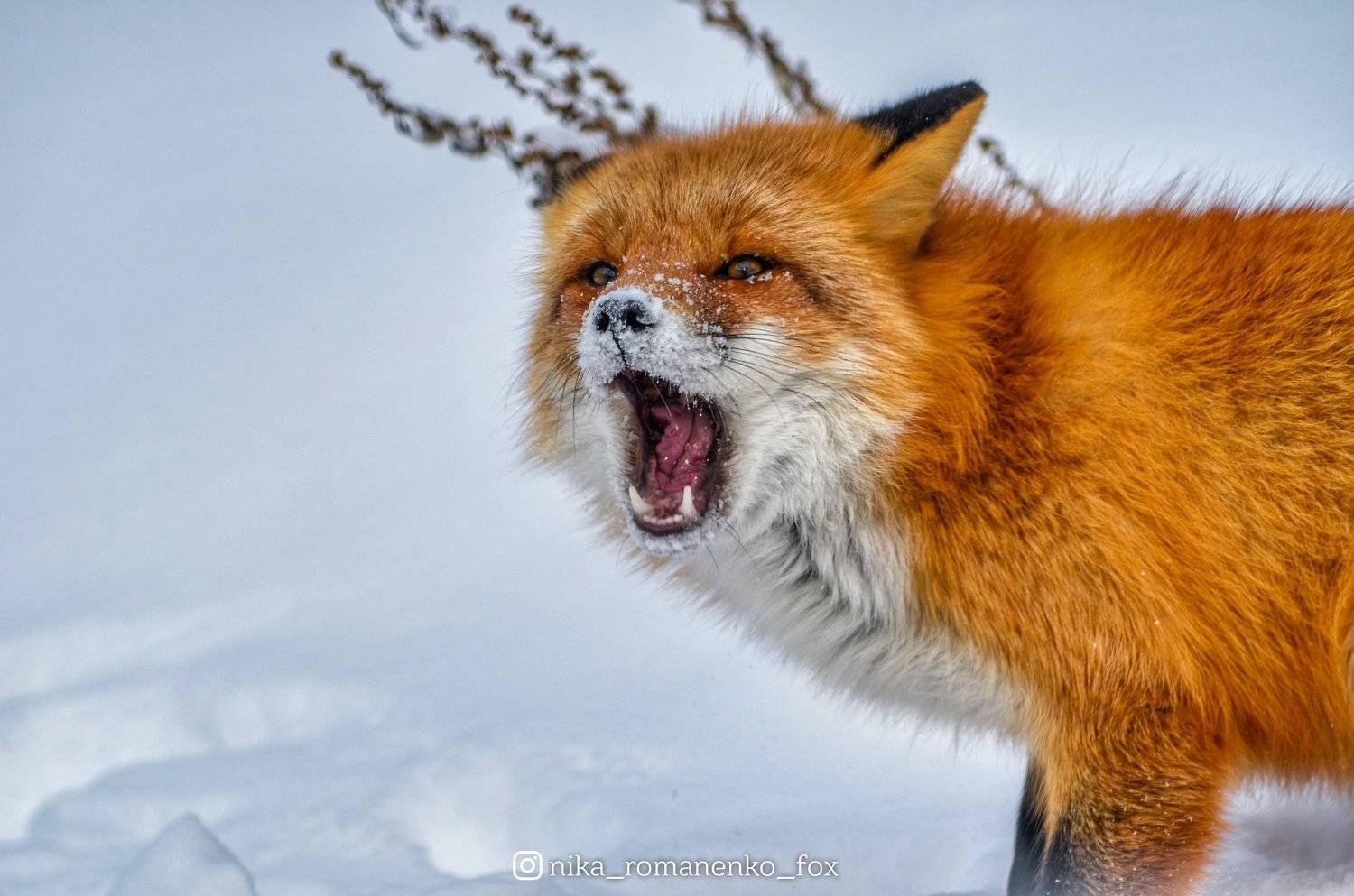 лиса, лисы, животные, снег, зима, animals, fox, foxes, animal, лис, red fox, forest, лес, Вероника Романенко