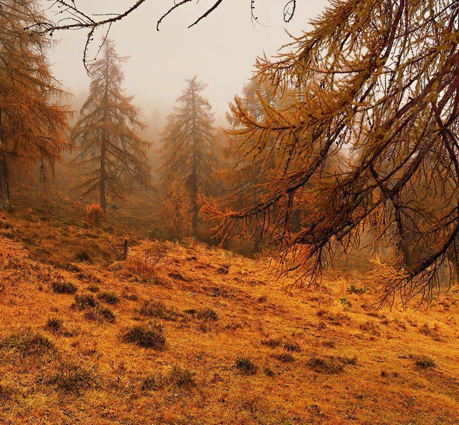 swiss, Матвеев Николай