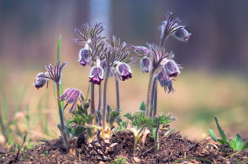 сон-трава Акварельная весна фото превью