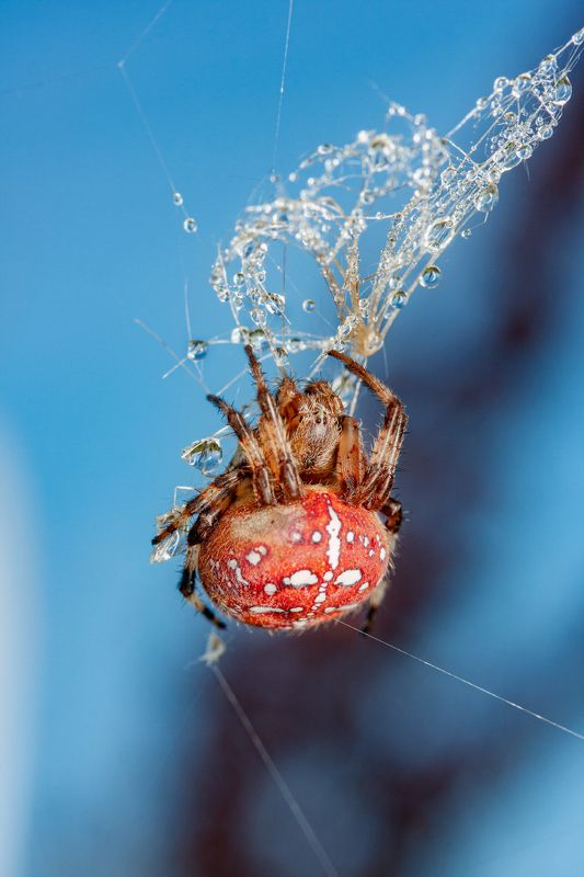 пауки, роса, капли, охота Паучки фото превью