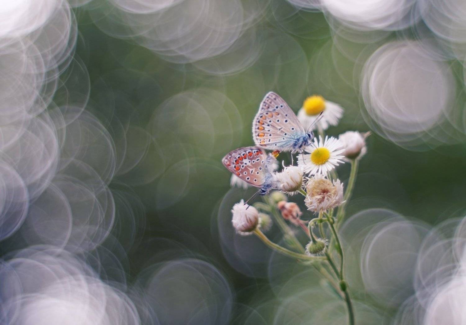 , Чепленко Алексей