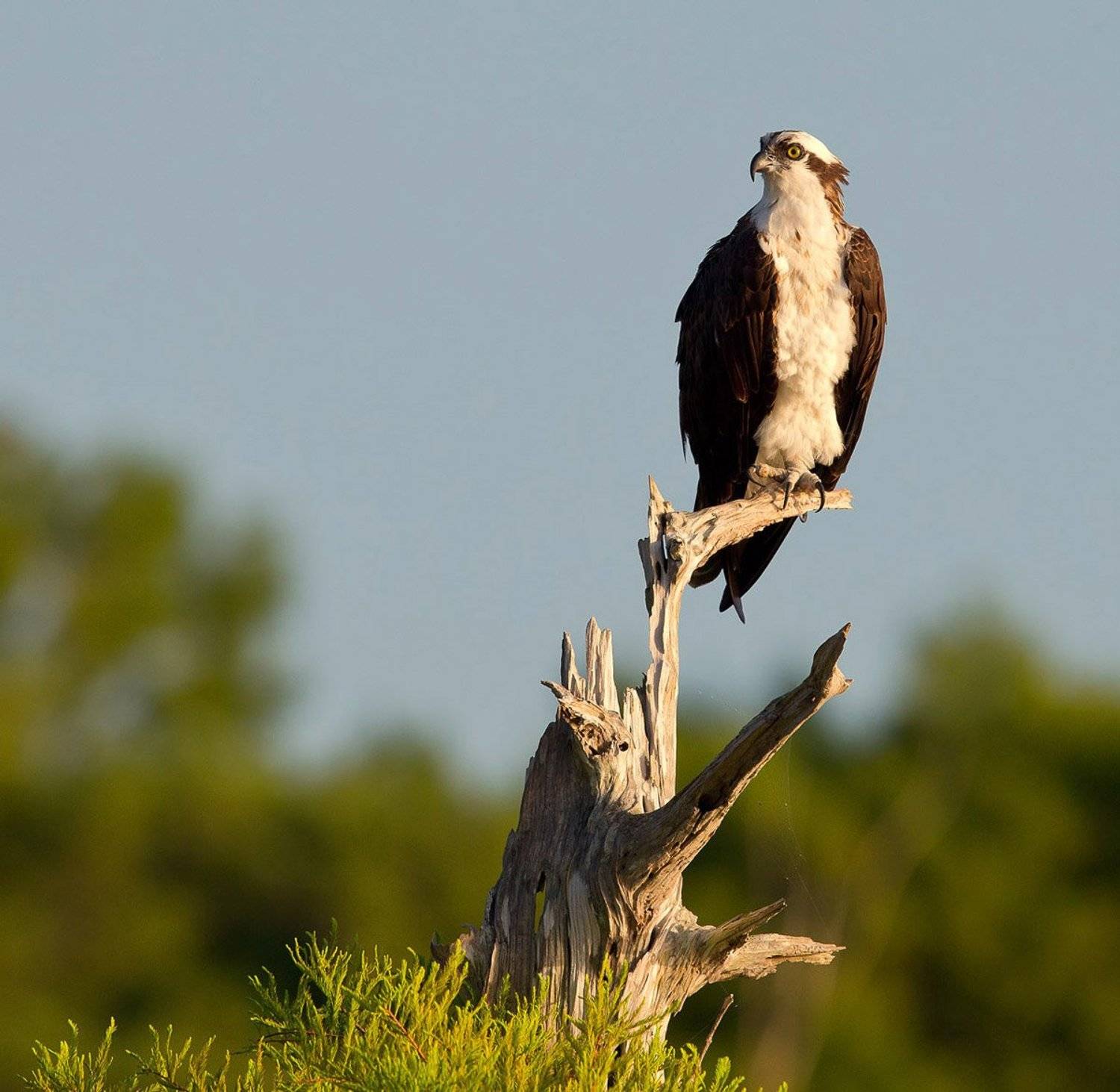 cкопа, osprey, florida, хищные птицы, Elizabeth Etkind