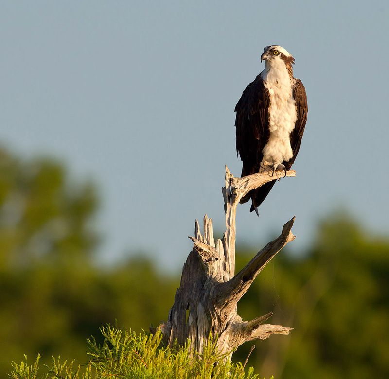 cкопа, osprey, florida, хищные птицы Скопа - Osprey фото превью