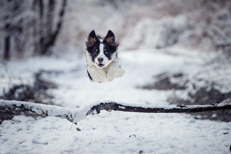 Fly фото превью