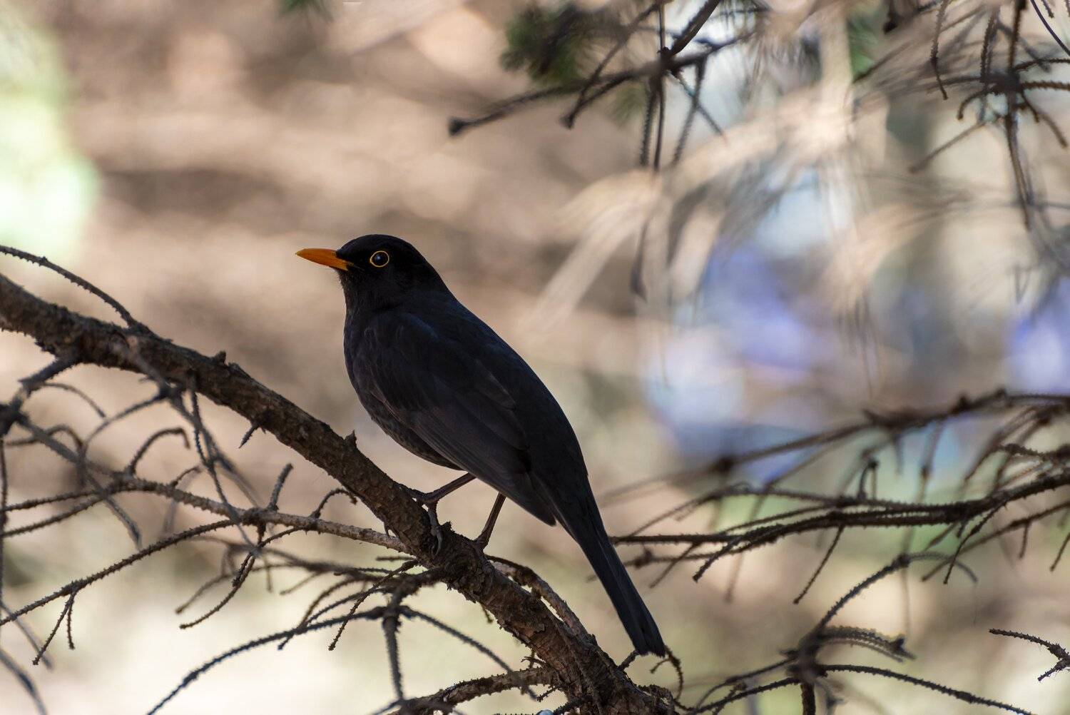 черный дрозд, Алексей Рыльский