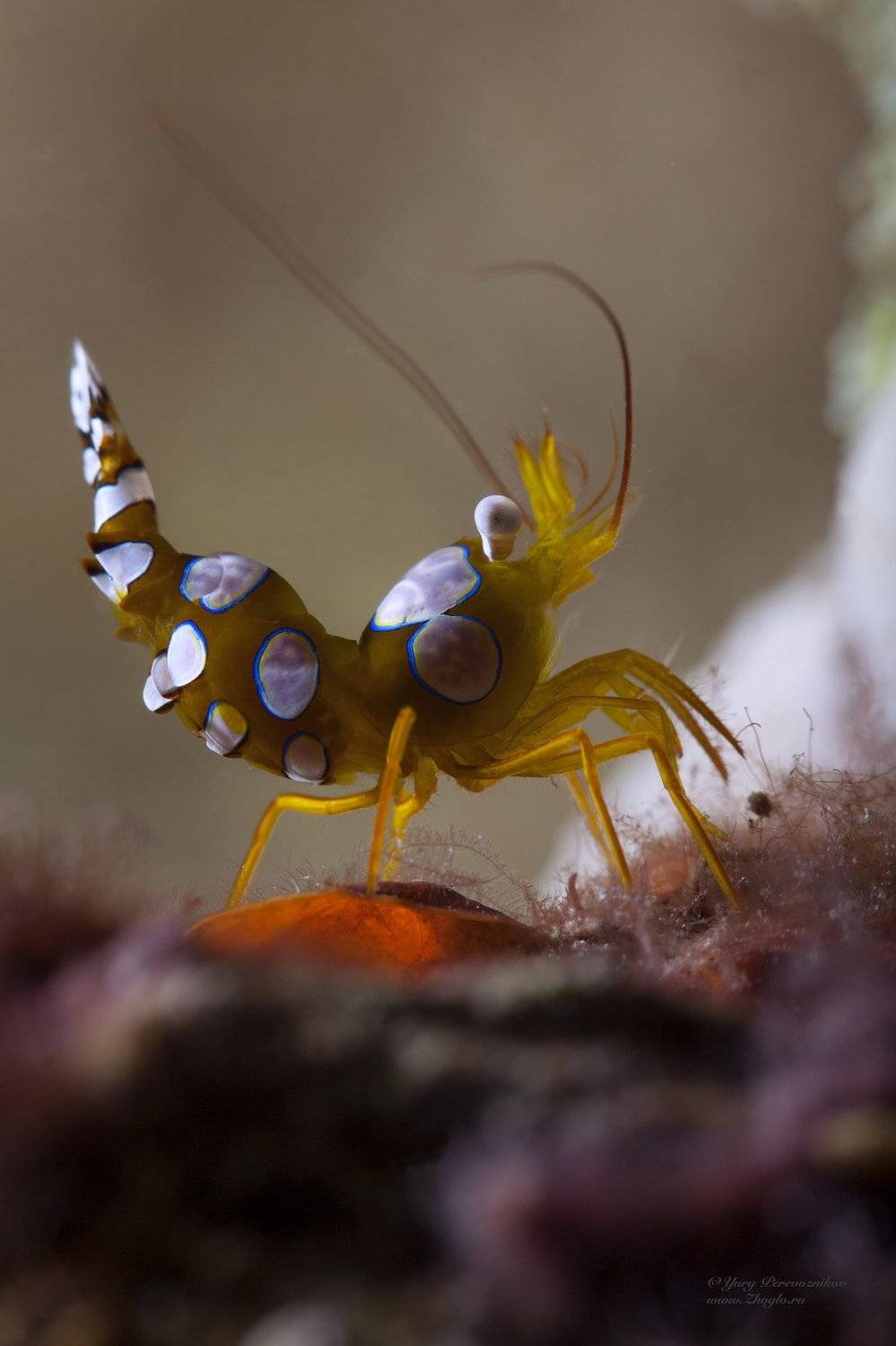 подводное фото подводный мир хургада египет жогло zhoglo красное море, Юрий Перевозников