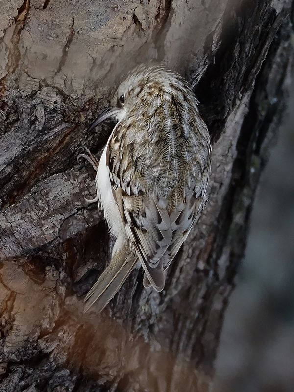 маленький исследователь фото превью