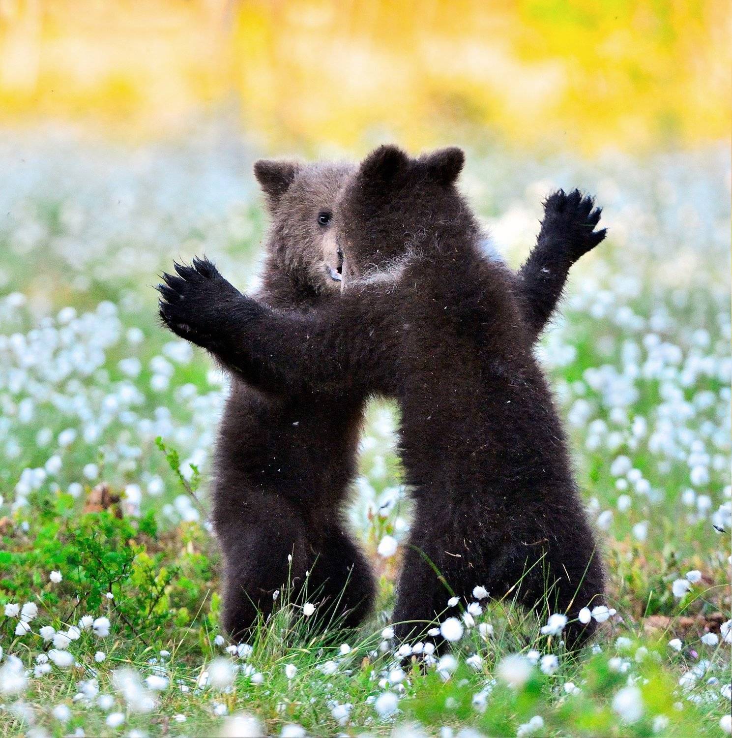 , Сергей Урядников