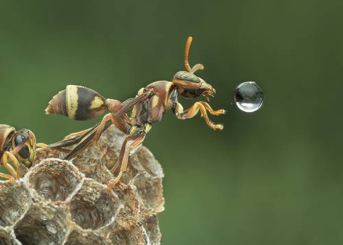 Wasp Blowing Water Bubble