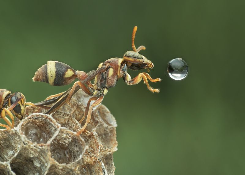 #macro#wasp#waterbubble#reflection#colors Wasp Blowing Water Bubble фото превью