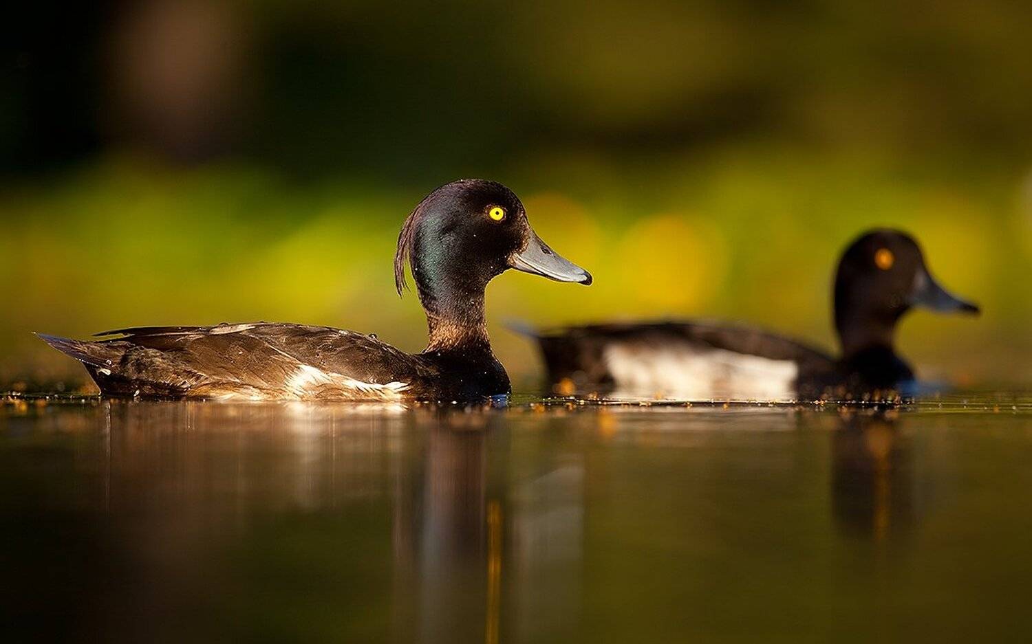 Tufted duck. Автор: Robert Adamec , Robert Adamec