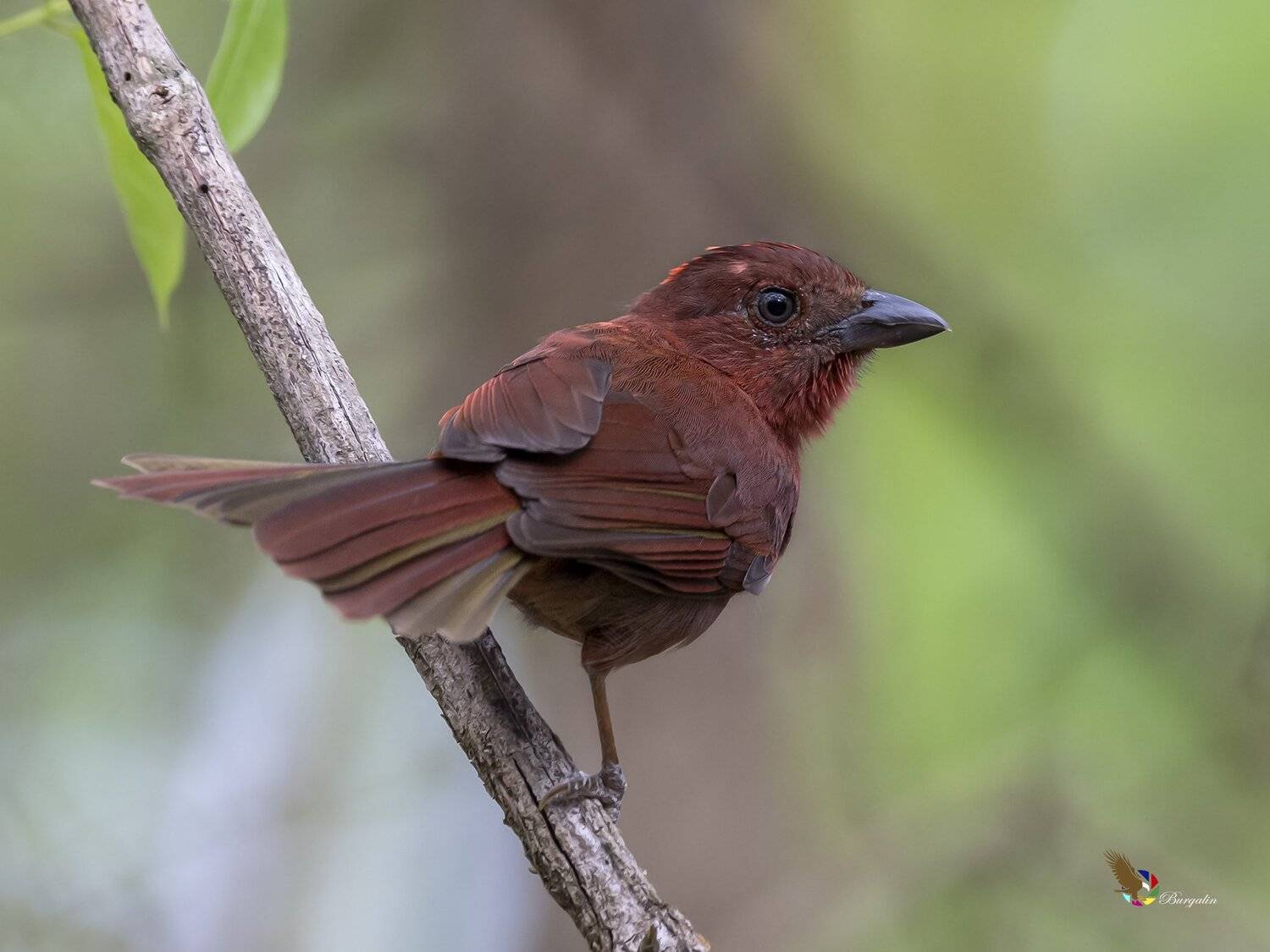 , Fernando Burgalin Sequeira