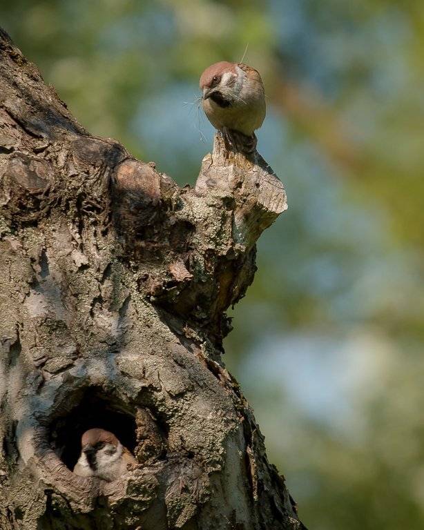 птицы, полевой воробей, wildlife, birds, весна, eurasian tree sparrow, Алексей Юденков